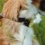 Obroza-skorzana-dla-psa-charta–DINGO-Classic