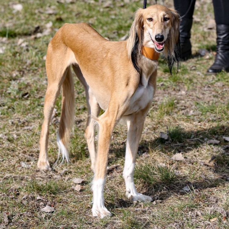 Obroza-skorzana-dla-psa-charta–DINGO-Classic
