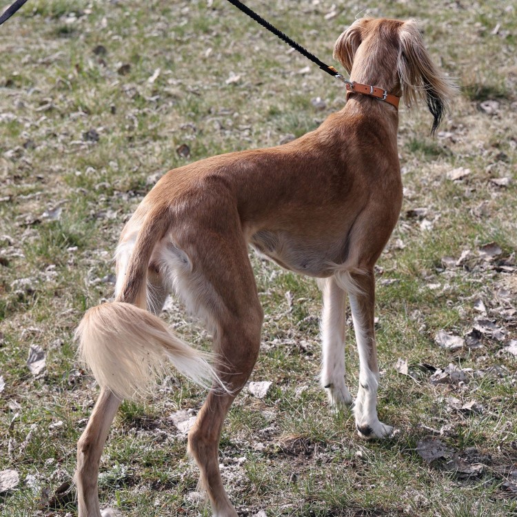 Obroza-skorzana-dla-psa-charta–DINGO-Classic
