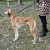 Obroza-skorzana-dla-psa-charta–DINGO-Classic