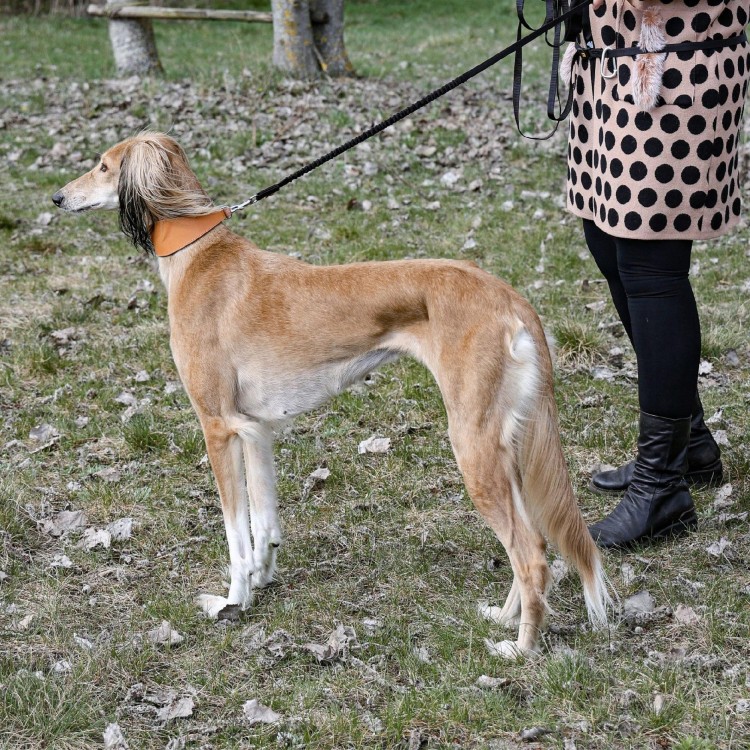 Obroza-skorzana-dla-psa-charta–DINGO-Classic