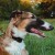 Obroza-skorzana-dla-psa-charta–DINGO-Classic