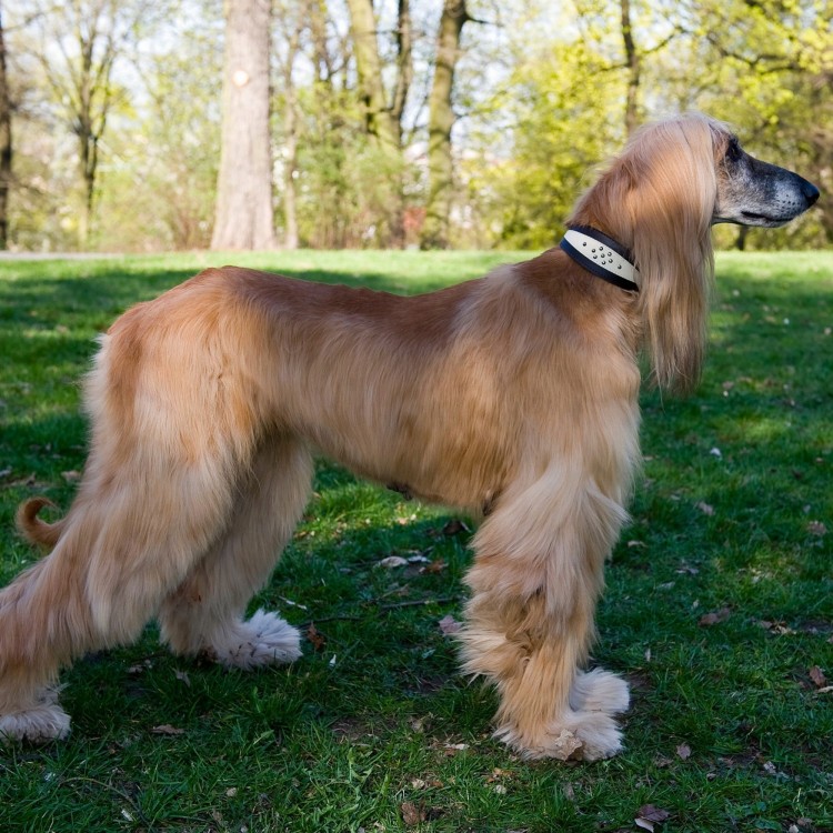 Obroza-ze-skory-dla-psa-charta-whippeta-DINGO