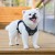 Szelki-guard-easy-walk-z-lampka-led-Tracker-Truelove