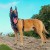Szelki-guard-easy-walk-z-lampka-led-Tracker-Truelove