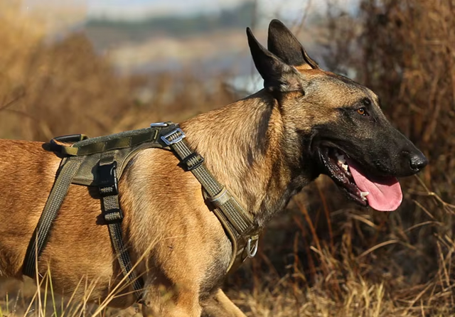 Szelki-antyucieczkowe-dla-psa-Truelove-Safe-Hiking