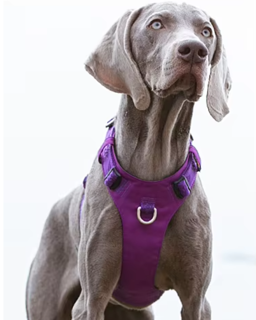 Szelki-dla-psa-easy-walk-wodoodporne-Truelove-Adventure-Soft-fioletowe