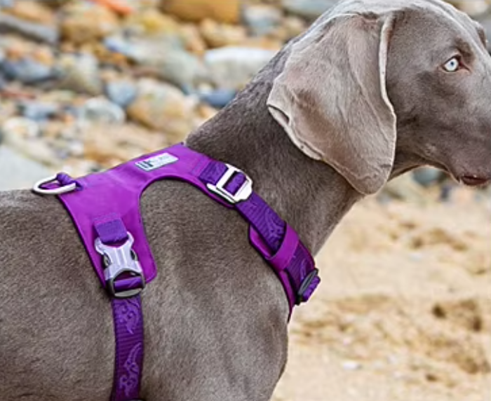 Szelki-dla-psa-easy-walk-wodoodporne-Truelove-Adventure-Soft-fioletowe