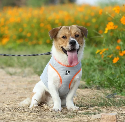 Kamizelka-chlodzaca-dla-psa-Truelove