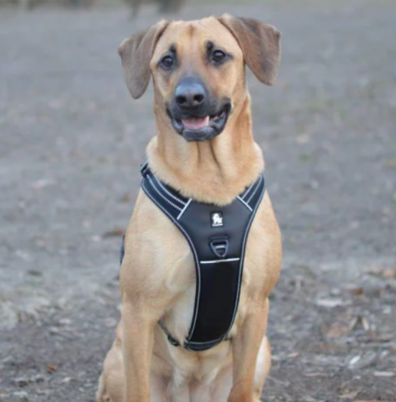 Szelki-dla-psa-guard-Truelove-Security-czarny