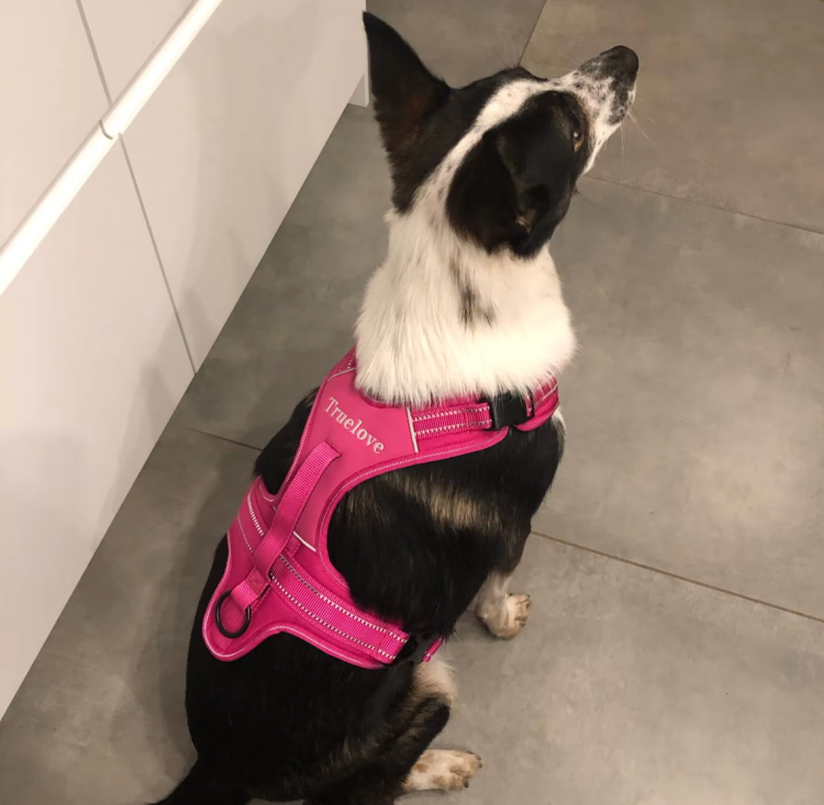 Szelki-dla-psa-guard-Truelove-Security-rozowe