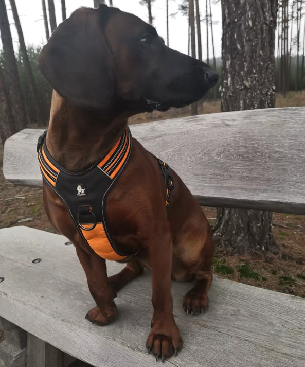 Szelki-dla-psa-guard-Truelove-Security-pomaranczowe