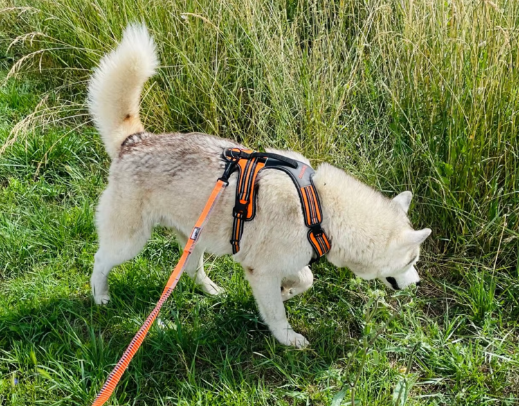 Szelki-dla-psa-guard-Truelove-Security-pomaranczowe