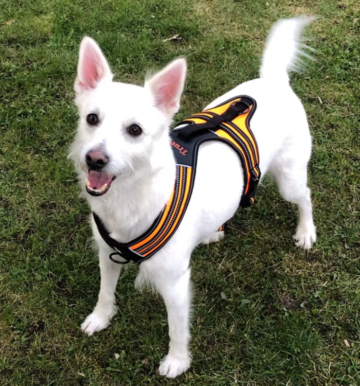 Szelki-dla-psa-guard-Truelove-Security-pomaranczowe