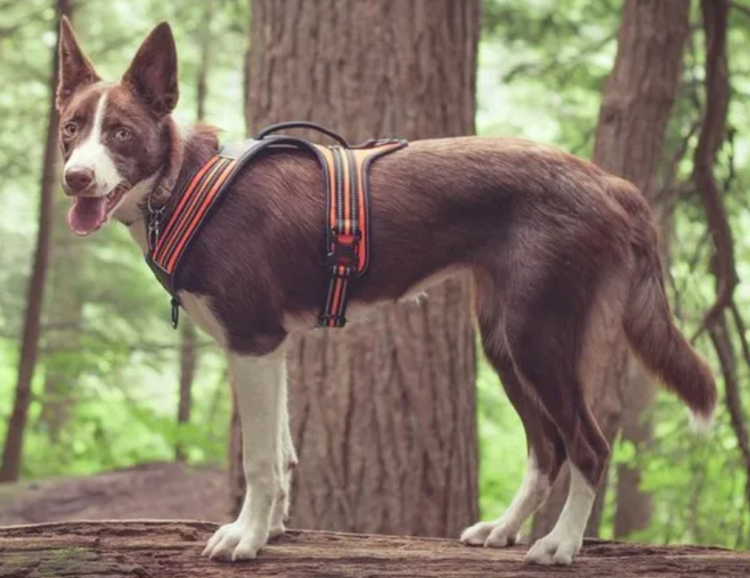 Szelki-dla-psa-guard-Truelove-Security-pomaranczowe