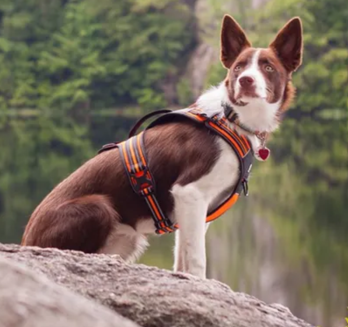 Szelki-dla-psa-guard-Truelove-Security-pomaranczowe