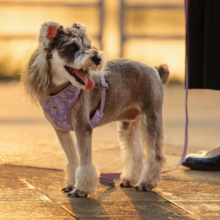 Szelki-smycz-dla-malego-psa-Truelove-Lightness-fioletowe