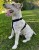 Szelki-dla-psa-guard-Winhyepet-Classic