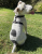 Szelki-dla-psa-guard-Winhyepet-Classic