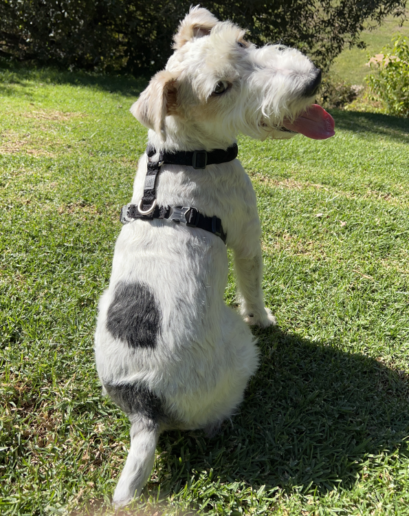 Szelki-dla-psa-guard-Winhyepet-Classic