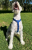 Szelki-dla-psa-guard-Winhyepet-Classic