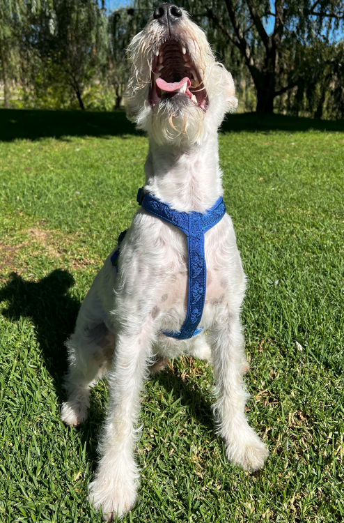 Szelki-dla-psa-guard-Winhyepet-Classic