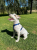 Szelki-dla-psa-guard-Winhyepet-Classic