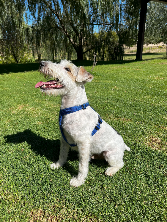 Szelki-dla-psa-guard-Winhyepet-Classic