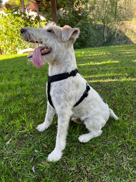 SZELKI CLASSIC NIEBIESKIE 4.png