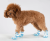 Buty-dla-malego-psa-Truelove-Protection-niebieskie