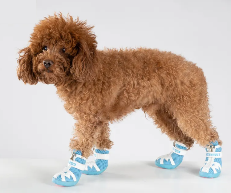 Buty-dla-malego-psa-Truelove-Protection-niebieskie