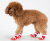 Buty-dla-malego-psa-Truelove-Protection-czerwone.png