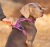 Szelki-guard-dla-psa-Truelove-Front-Line-Premium-fioletowe.png