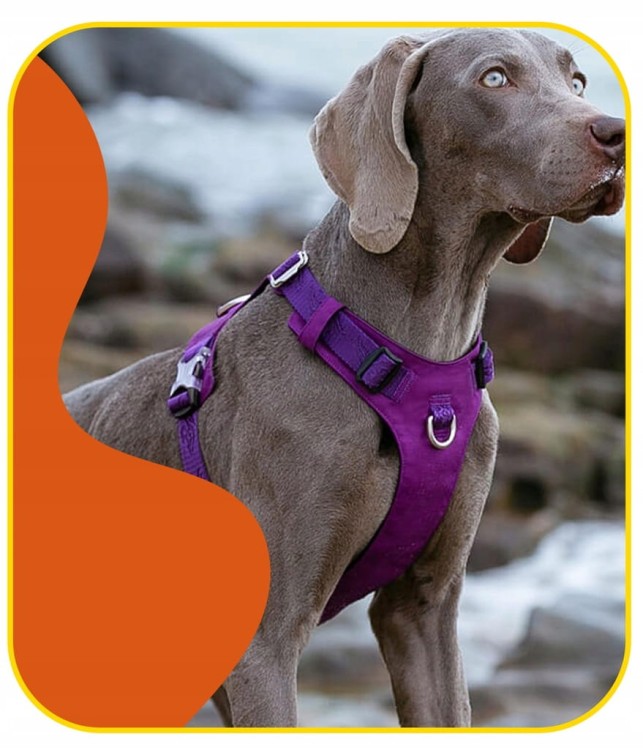 Szelki-dla-psa-easy-walk-wodoodporne-Truelove-Adventure-Soft-fioletowe