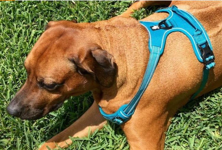 Szelki-dla-psa-easy-walk-Truelove-Front-Line-niebieskie