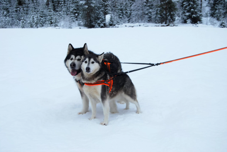 Dwojnik-do-smyczy-dla-psa-Truelove-Ekstra