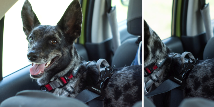 Wzmocniony-pas-samochodowy-dla-psa-klamra-Truelove