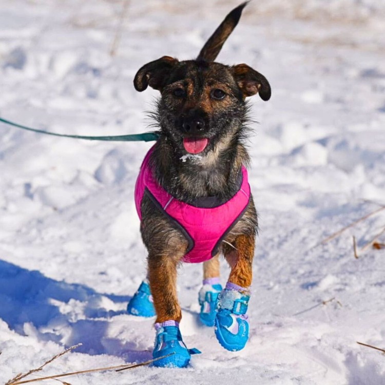 kurtka-ocieplana-dla psa-Truelove-Seal-rozowa