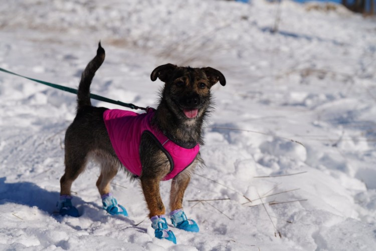 kurtka-ocieplana-dla psa-Truelove-Seal-rozowa