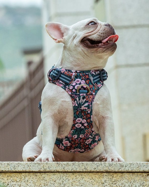 Szelki-dla-psa-easy-walk-Truelove-Premium-Blossom-granatowo-czerwone