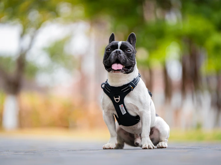 Szelki-guard-easy-walk-dla-psa-Truelove-Front-Line-Premium-Cordura-czarne 5.jpg