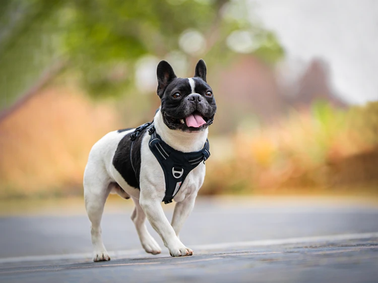 Szelki-guard-easy-walk-dla-psa-Truelove-Front-Line-Premium-Cordura-czarne 6.jpg