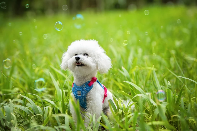 szelki-dla malego-psa-truelove-lightness-niebieskie.jpg