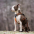 Szelki-dla-psa-guard-Truelove-Security-pomaranczowe