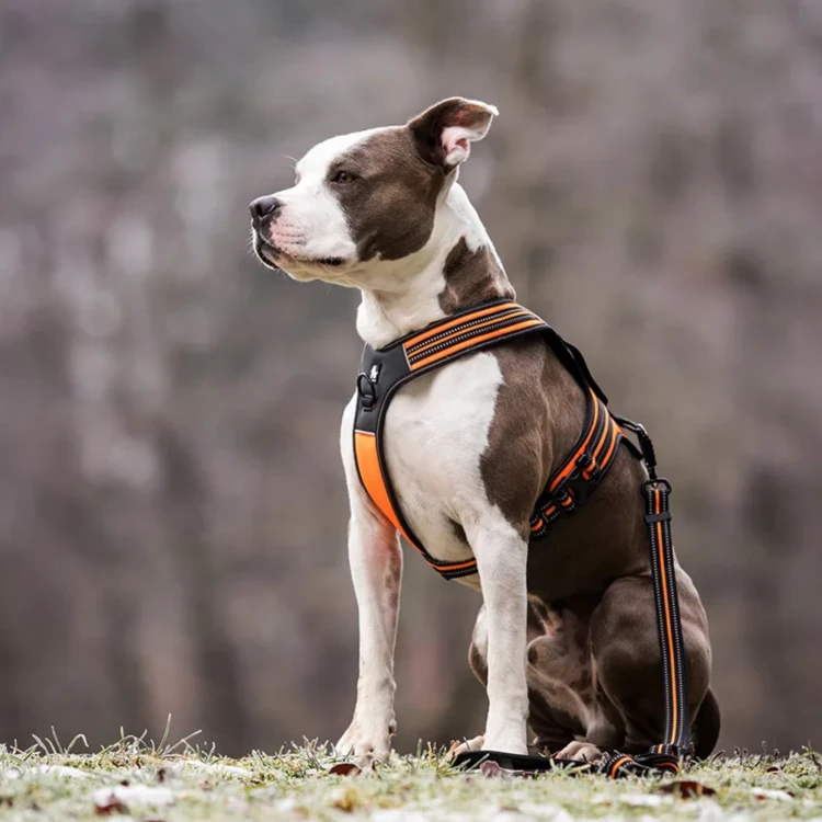 Szelki-dla-psa-guard-Truelove-Security-pomaranczowe