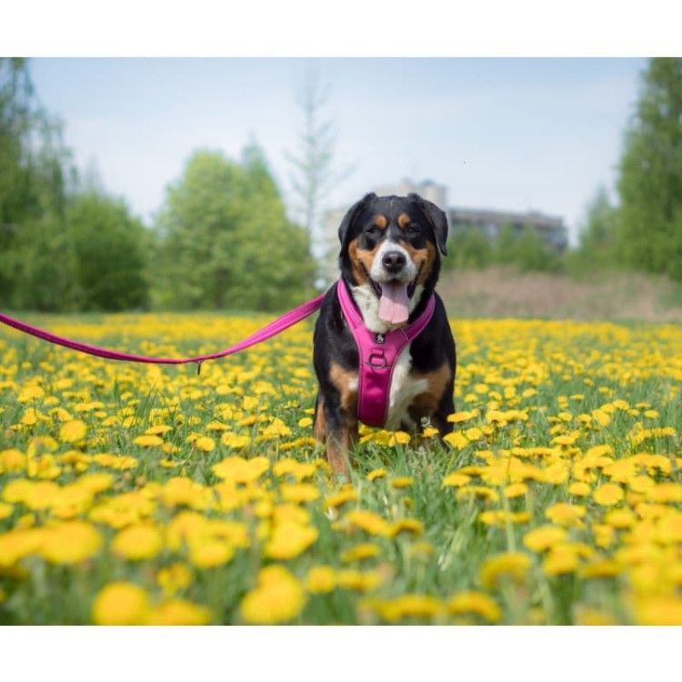 Szelki-dla-psa-guard-Truelove-Security-rozowe