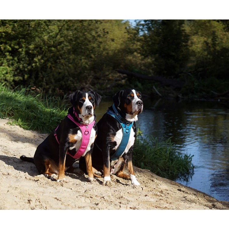 Szelki-dla-psa-guard-Truelove-Security-rozowe