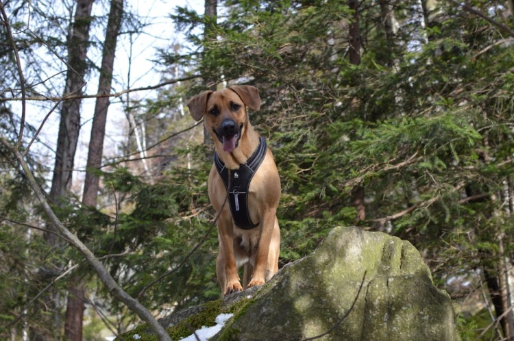 Szelki-dla-psa-guard-Truelove-Security-czarny