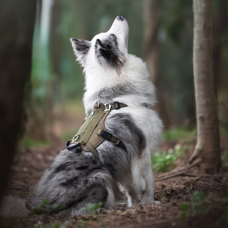 Szelki-antyucieczkowe-dla-psa-Truelove-Safe-Hiking