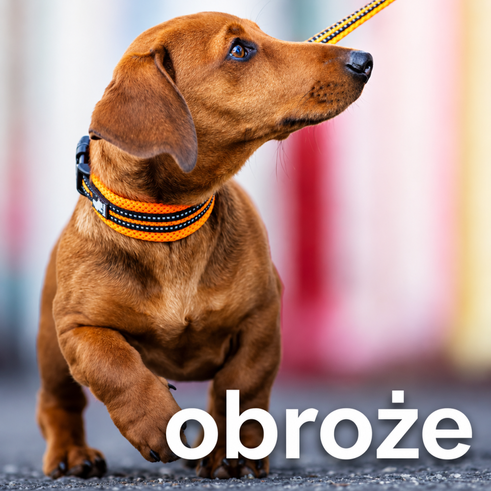 obroża dla psa